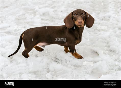 Dachshund In Snow Dachshunds Is In The Park Stock Photo Alamy