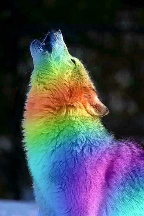 Cool Rainbow Wolf Wallpapers Wolf Wallpaperspro