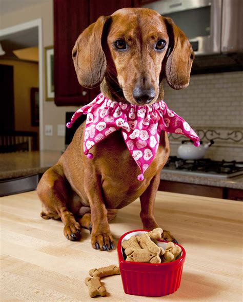 Like us, dog owners, the lifestyle of our pets as they grow older please view below our top 5 picks for the best dog food for senior dogs. Best Dog Food for Dachshunds - Find The Right Dachshund ...