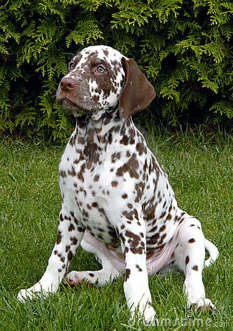 Heavy Liver Spot Dalmation Pup Dalmatian Dogs Cute Dogs And Puppies