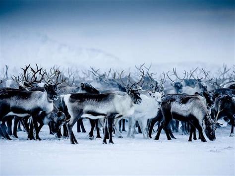 The Best Of Lapland In 5 Days Responsible Travel