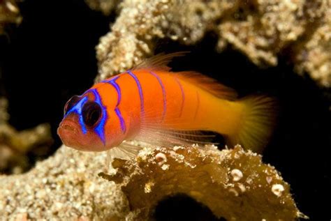 Bluebanded Goby Lythrypnus Dalli A Brilliantly Colored Fish That Can