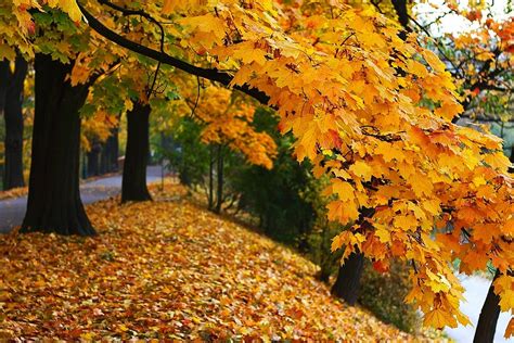 Autumn Fall Season Free Photo On Pixabay Pixabay
