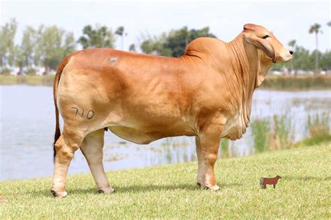 The brahman cattle are a medium to large breed of cattle of the zebu breeds. 710.jpg