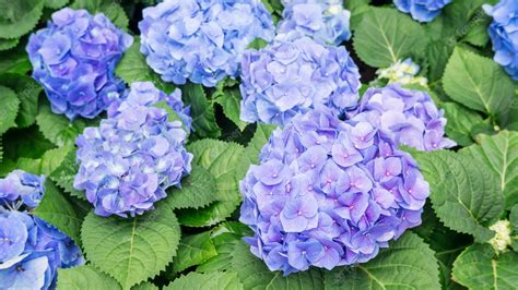 Premium Photo Blue Hydrangea Flower In A Garden