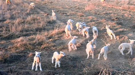 Gamboling Spring Lambs Youtube