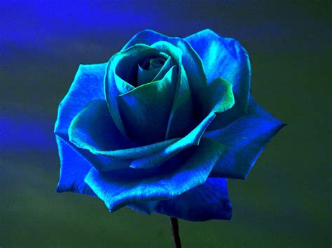 Blue Rose Best Hd Wallpaper 34455 Baltana