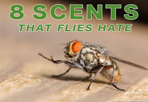 8 Scents That Flies Hate And How To Use Them Pest Pointers