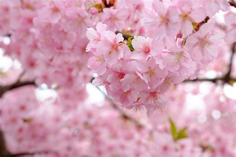 805019 Flowering Trees Closeup Sakura Pink Color Rare Gallery Hd