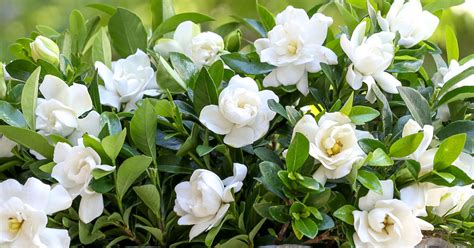 Lets Learn How To Grow Gardenias Successfully Garden Lovers
