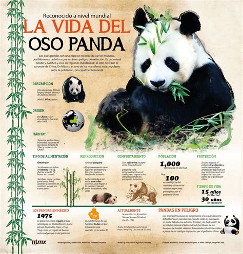 ¿sabes Cuál Es La Vida De Un Oso Panda Descúbrelo En ésta Infografía