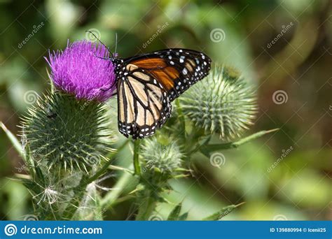 Monarch Butterfly On A Thistle Stock Photo Image Of South Acanthium