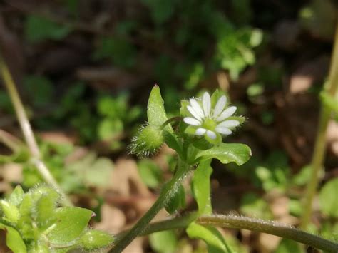 ハコベ（繁縷）とは？その特徴や種類・花言葉をご紹介！育てられる？ ハコベ 花言葉 珍しい植物