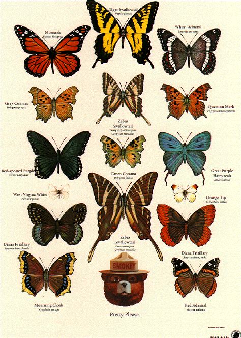 Butterfly Identification Poster From The Us Forestry Service