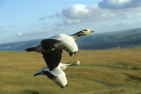 How Bar Headed Geese Fly Over The Himalayas Audubon