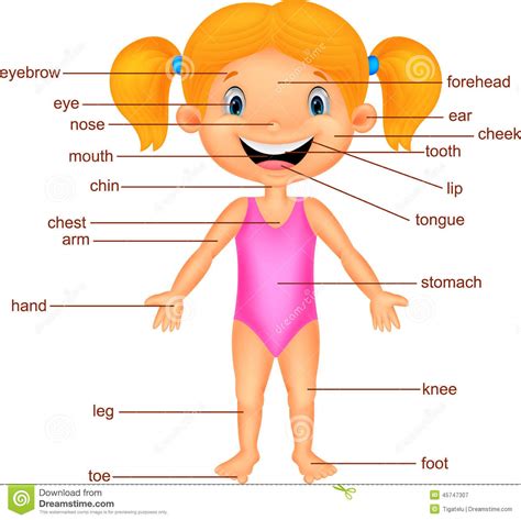cartoon girl vocabulary part  body stock vector image