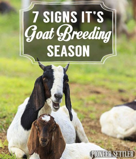 40 Goats Ideas Goats Goat Care Raising Goats