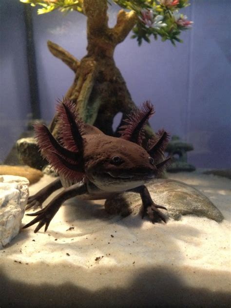 Clicking on it with a water bucket will yield a bucket of axolotl. Axoholics Anonymous - Axolotl Color Variations