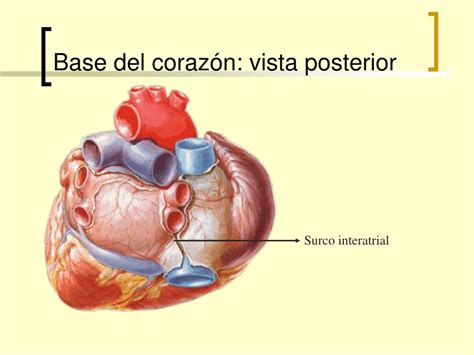 Ppt Corazón Y Pericardio Powerpoint Presentation Free Download Id