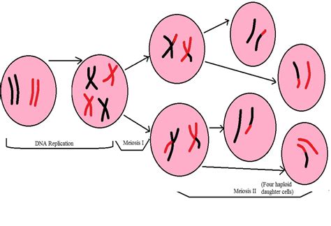 Diagrammatic Representation Two Haploid Cells Enter Meiosis Ii Meiosis Ii Results In The