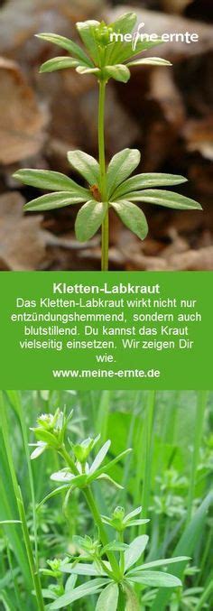 Grundsätzlich können sie die pflanzen während der ganzen vegetationszeit (ca. Pin von Julia auf Meine Ernte in 2020 | Labkraut ...