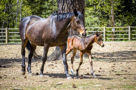 Mother And Baby Horse Stock Photos Pictures And Royalty Free Images Istock