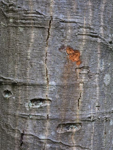 Mark Kohn Fotografie Trees That Bark Fotos Trees That Bark