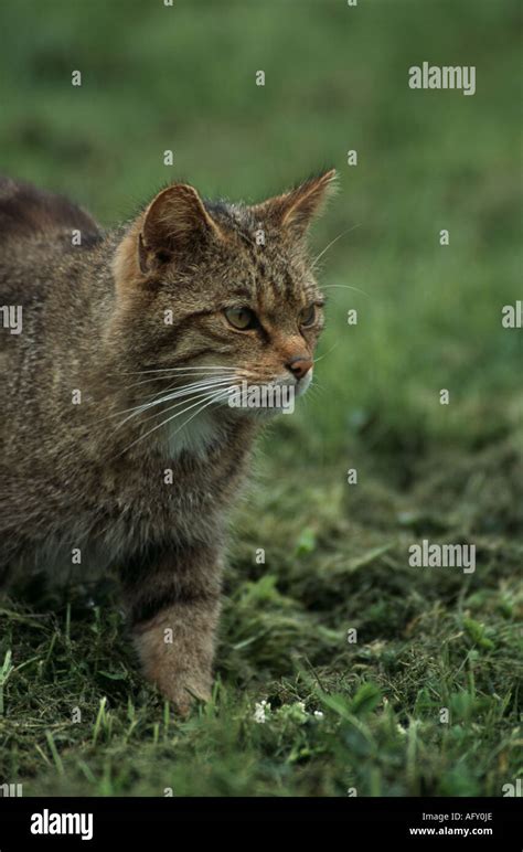 Scottish Wild Cat Prowling Stock Photo Alamy