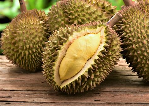 Perak forest durians or wild durians that vary in quality can be found lining the highways and main roads, primarily from to cameron highlands from tapah. Durian fruit causes man to fail breathalyser