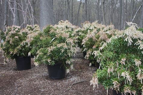 Pieris Japonica Dorothy Wyckoff Partial Shade Plants Shade Plants