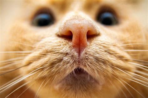 Discover The Fascinating World Of Big Nose Cats