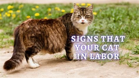 ᐉ Signs Cat Going Into Labor How To Tell If Cat Is In Labor