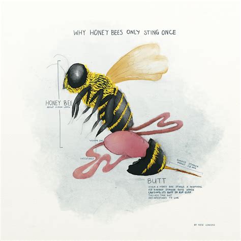 Does a bumble bee have a stinger? Arılar Nə Üçün Sancdıqdan Sonra Ölür? - bilgibazarı