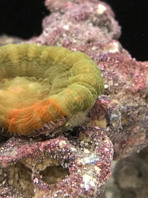 Help Id Sponge New To The Marine Aquaria Hobby Singapore Reef