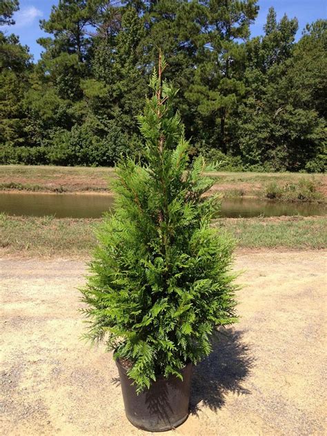 Thuja Green Giant Arborvitae Fast Growing Privacy Trees