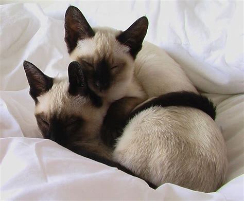 164 Best Images About Siamese Cats On Pinterest Cats Siamese