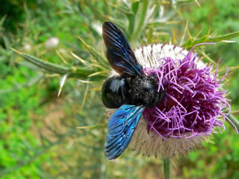 Violet Carpenter Bee L Highly Distinctive Variety Our