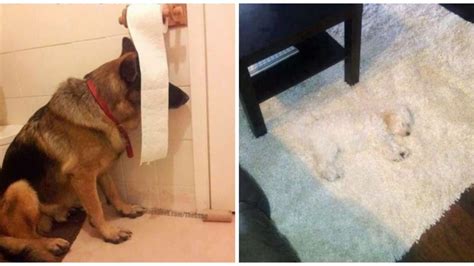 19 Photos Of Dogs Trying And Failing To Hide