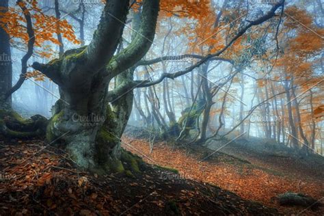 Mystical Forest In Fog High Quality Nature Stock Photos ~ Creative Market