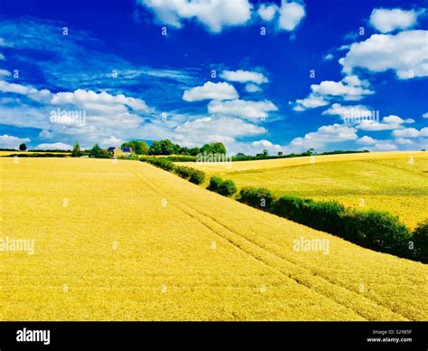 Cotswolds Landscape Summer Fields Golden Days Stock Photo Alamy