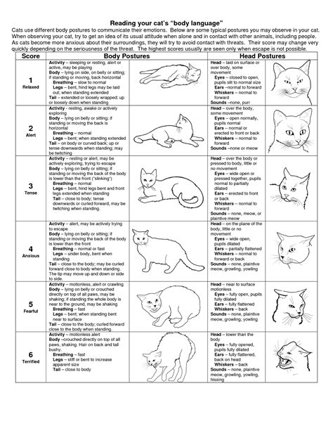 Cat Body Language An Infographic Poster Paws In Training