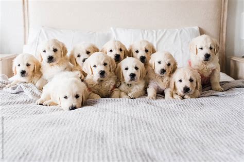 Litter Of 11 English Cream Golden Retriever Puppies By Stocksy