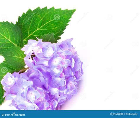 Sweet Purple Blue Hydrangea Flowers As Frame Border On A White Stock