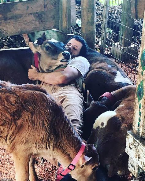 Cow Cuddling Becomes Popular Pastime For Those Craving A Companion