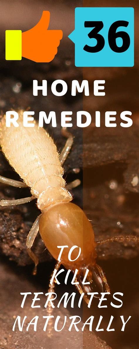 36 termite control remedies how to get rid of termites naturally drywoodtermites termite