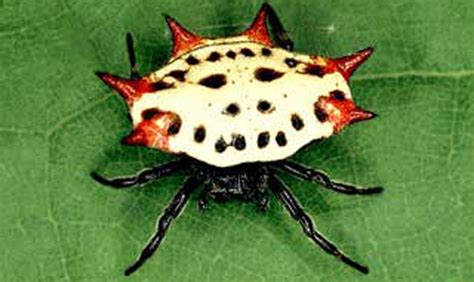 Spinybacked Orbweaver Spider Gasteracantha Cancriformis Linnaeus