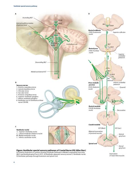 Vestibular Sensory Pathway Sensory Pathways Vestibular System Brain