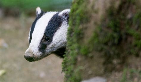 Badger Culling Set To Expand In Spite Of Government Promises