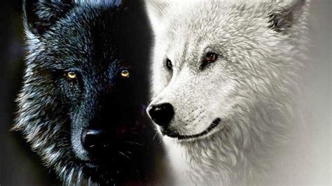 Love Wolf Wallpapers Wallpaper Cave