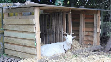 25 Cheap Easy Goat Shelter Ideas Using Diy Pallets Goat House Goat